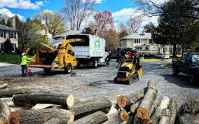 Trusted Mesa, AZ Tree Removal Experts